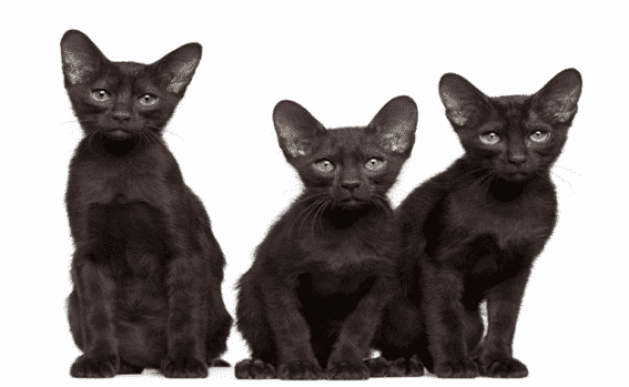 gatos-negros