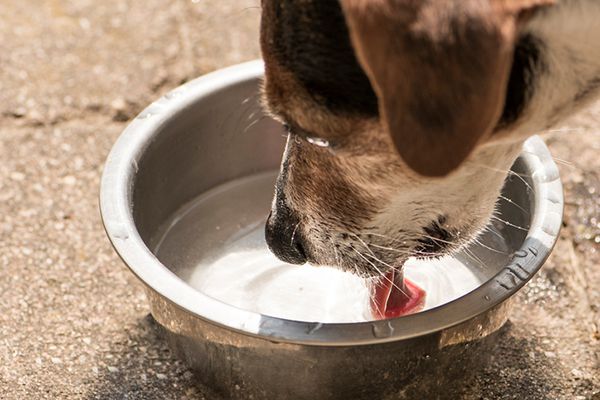 A dog drinking water out of a bowl.