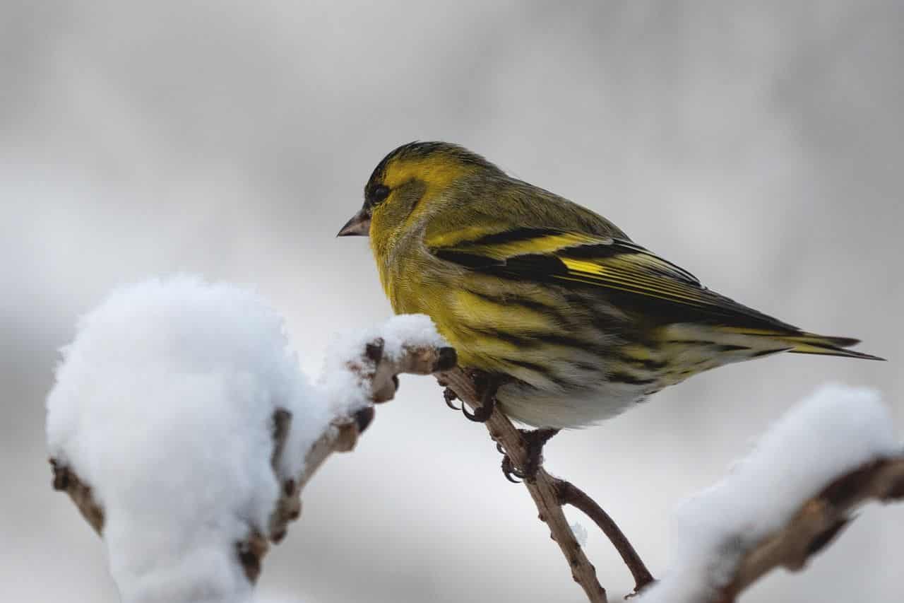 What does a Siskin bird look like