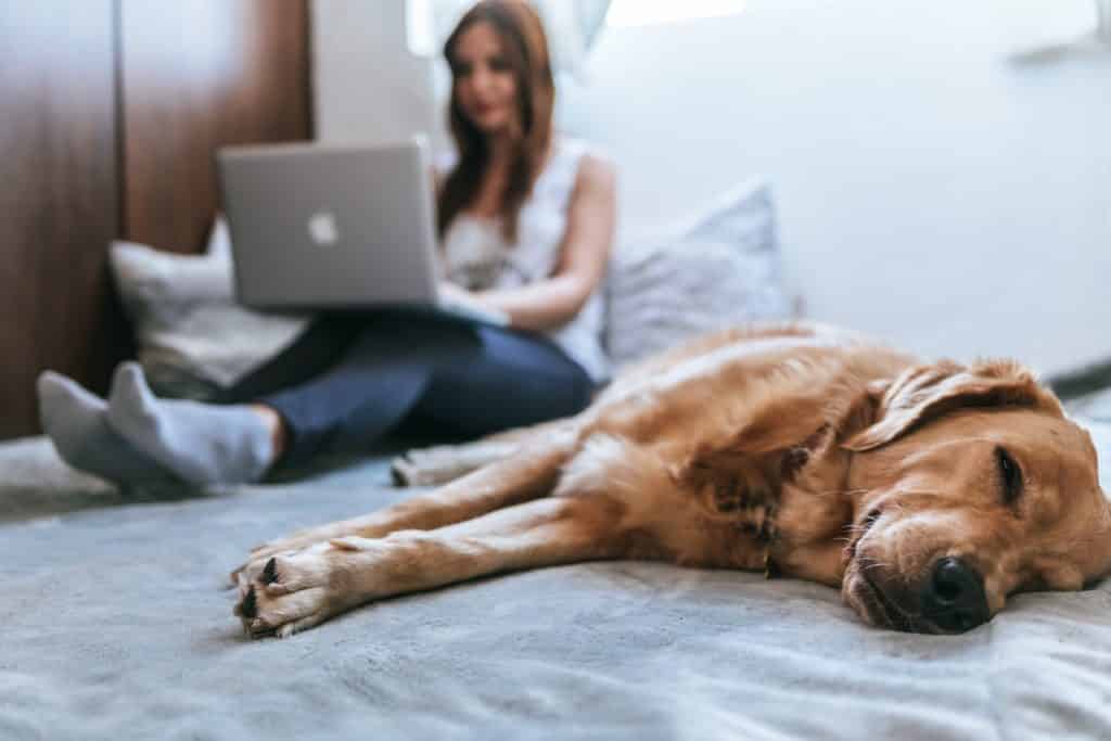 Cómo trabajar desde casa ha afectado a tu mascota