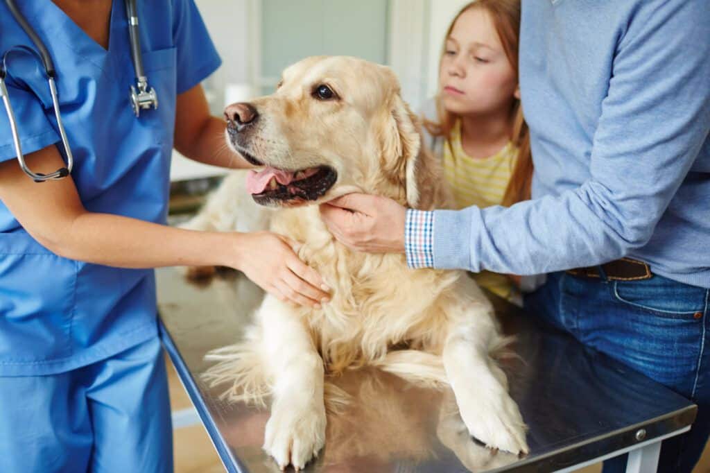 10 cosas que los veterinarios desearían que no hicieras