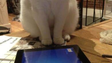 Un gato está pescando en el iPad.