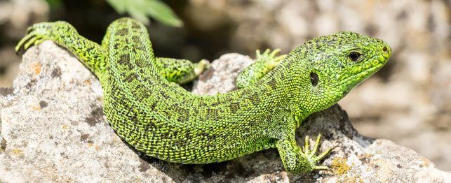 Geckos-amordemascotas