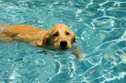89 Perro nadando