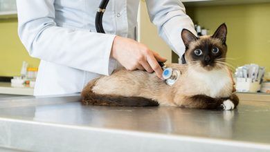 gato en veterinaria
