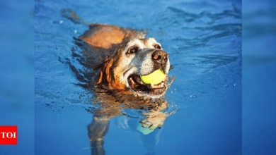 Consejos sencillos para proteger a tu mascota de una ola de calor