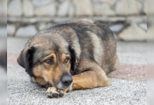 Delhi HC ordena que todos los perros callejeros tengan derecho a alimentos y atención sin molestias