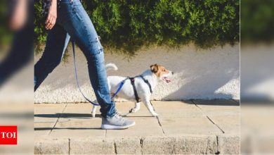 Ejercicio: cuatro razones por las que las mascotas necesitan ejercicio regular