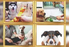Los amantes de los animales no se divertirán con el video viral de mascotas en una "situación divertida"