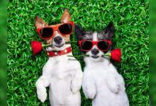 Tinder para la generación Z: Día internacional del perro: los amigos peludos juegan a Cupido en el mundo de las citas