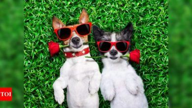 Tinder para la generación Z: Día internacional del perro: los amigos peludos juegan a Cupido en el mundo de las citas