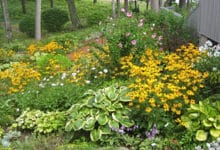 Consejos para que un jardín salvaje "desordenado" luzca bien