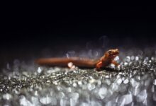 ¿Por qué la salamandra cruzó la calle?  |  Ciencia