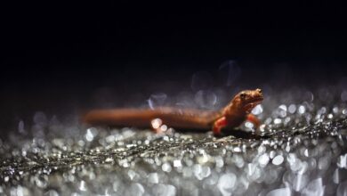 ¿Por qué la salamandra cruzó la calle?  |  Ciencia
