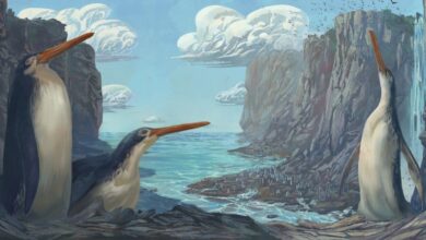 Niños descubren esqueleto fosilizado de pingüino gigante en Nueva Zelanda