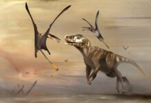 El pterosaurio récord más grande del Jurásico descubierto en Escocia |  Mensajes inteligentes