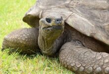 Con 190 años, la tortuga Jonathan es la más vieja del mundo  Mensajes inteligentes