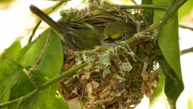 Give A Warm Welcome to Nesting Birds With NestWatch, White-Eyed Vireo nest