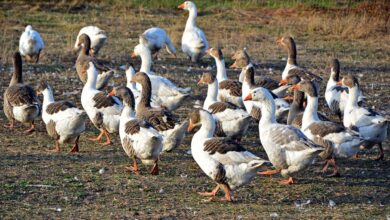 Nuevo estudio sugiere que los gansos fueron las primeras aves domesticadas |  Mensajes inteligentes