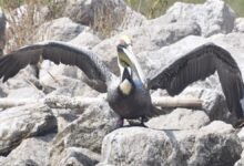 Pelican rescatado del desastre de Deepwater Horizon vuela cientos de millas a casa
