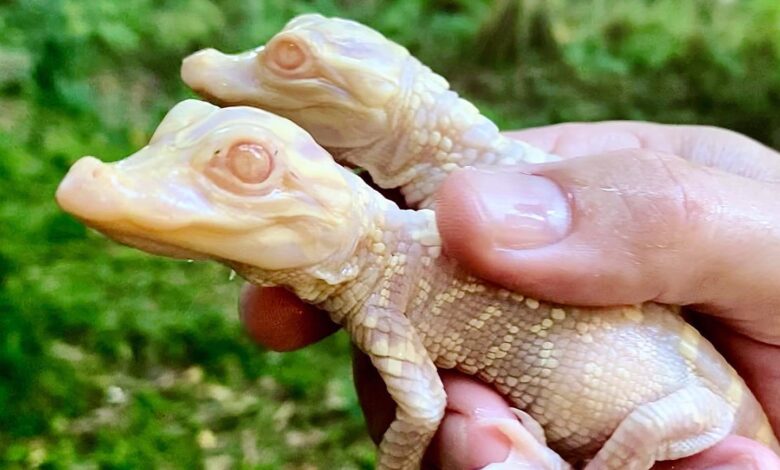 Raros caimanes albinos eclosionan en zoológico de Florida  Mensajes inteligentes