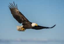 Encuentran la causa de la misteriosa muerte del águila calva después de 25 años