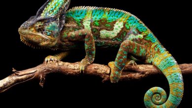 Científicos diseñan camaleón robótico que repta y cambia de color |  Ciencia