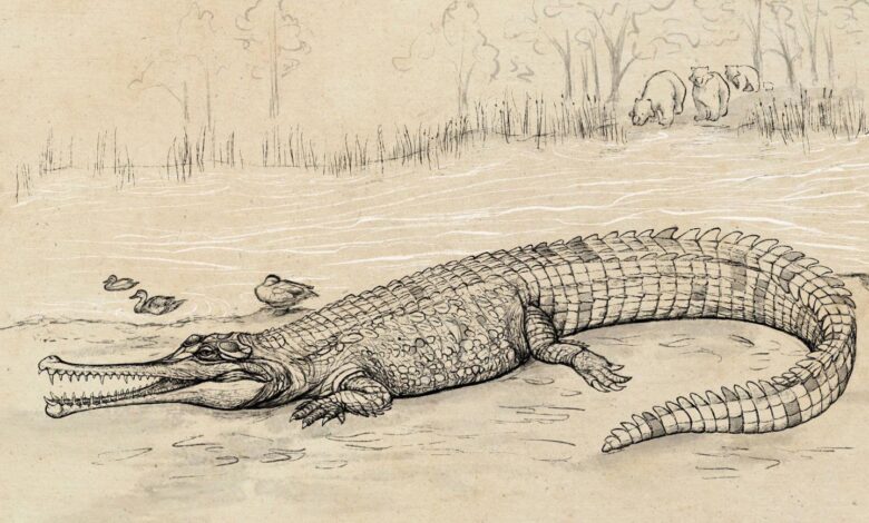 Fósil de cocodrilo 'River Boss' de 23 pies encontrado en Australia |  Mensajes inteligentes