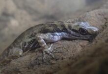 Los lagartos anolis buceadores usan burbujas para respirar bajo el agua |  Mensajes inteligentes