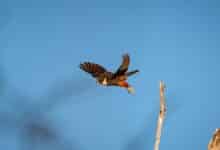 Murciélago-halcón es avistado por primera vez en Estados Unidos |  Mensajes inteligentes