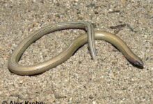California Recommends Temblor Legless Lizard Be Placed On State’s Endangered Species List