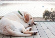 Cáncer de páncreas en perros |  primerveterinario