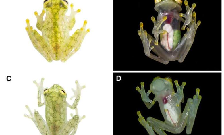 Glass frogs of the genus Centrolenidae