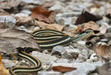 Illinois’ Famous “Snake Road” In Shawnee National Forest Closed Until May 15
