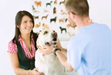 El informe Animal Medicines Australia (AMA) 2021 destaca el importante papel que desempeñan los veterinarios en la sociedad