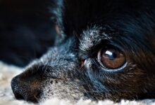 Extirpación de ojos (enucleación) en perros y gatos