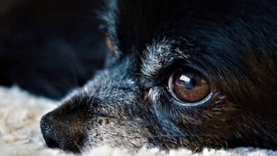 Extirpación de ojos (enucleación) en perros y gatos