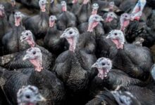 Gripe aviar 'altamente patógena' golpea granja en EE.UU.