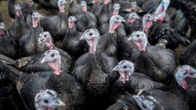 Gripe aviar 'altamente patógena' golpea granja en EE.UU.