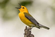 Habilidades de identificación de aves: cómo aprender canciones y llamadas de aves
