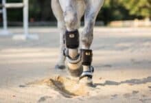 Un caballo con ropa de pierna para lesiones de tejidos blandos de miembros inferiores.  Foto: Laura B Kozlowski