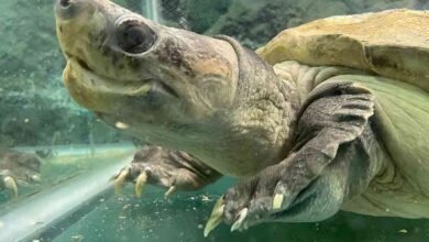 Giant Malaysian Turtle Surrendered To Wisconsin Animal Rescue