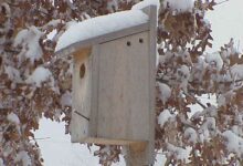 NestWatch |  Preparación para el invierno de la casa de los pájaros