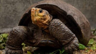 No Fernandina Giant Tortoises Found After Extensive Search