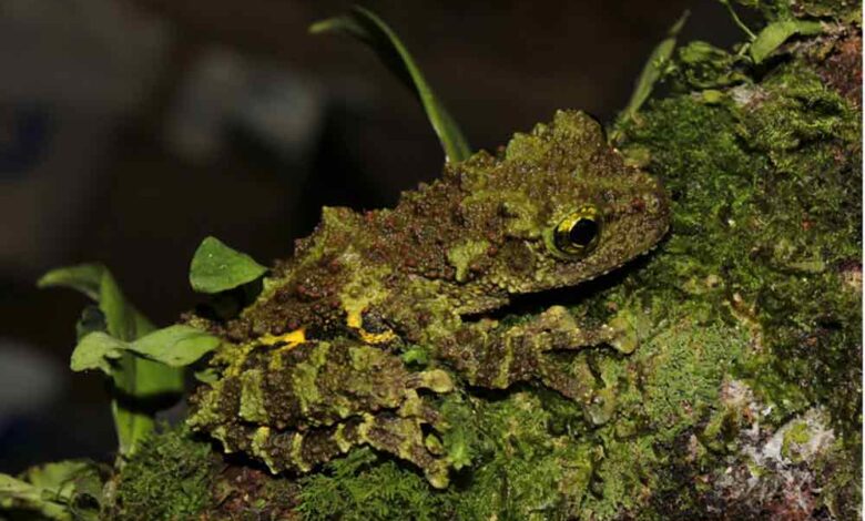 New Mossy Frog Species Discovered in Vietnam