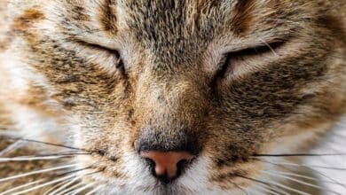 Secreción nasal en gatos: causas comunes y remedios