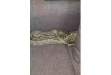 Vietnamese Rat Snake Found In California Man’s Couch