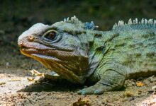 Tuatara Largely Unchanged In 190 Million Years, New Fossil Shows