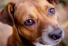 Uveítis en perros: causas, síntomas y tratamiento