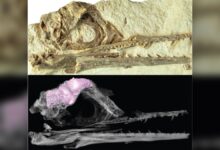 ¿Cómo sobrevivieron las aves al asteroide que mató a los dinosaurios?